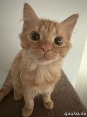 Maine Coon  Sibierische Walkatze 