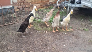 Laufenten aus Naturbrut Bild 2