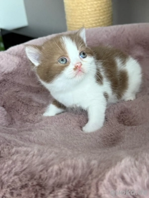 Wunderschöne BKH Kitten Bild 6