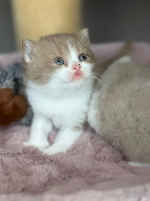 Wunderschöne BKH Kitten Bild 5