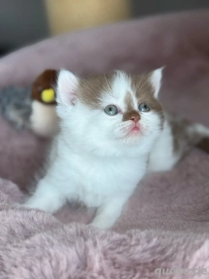 Wunderschöne BKH Kitten Bild 2