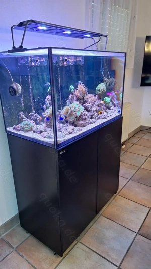 Salzwasseraquarium Red Sea