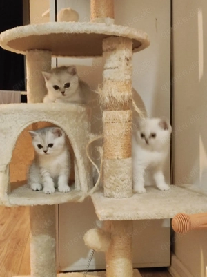  BKH Kitten   Britisch Kurzhaar Katzenbabys suchen Zuhause 