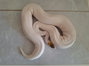 Ghi Fire Pied 0.1 von 2023