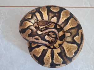 Pastel dh pied clown und Banana pastel dh pied clown 