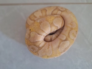 Pastel dh pied clown und Banana pastel dh pied clown  Bild 2