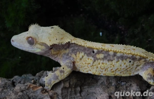 Kronengecko Männchen abzugeben!