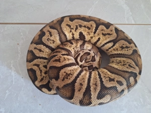 Pastel Ghi 0.1 von 2016