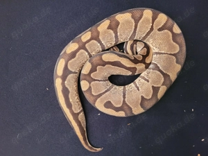 königspythons adult und enz 2024