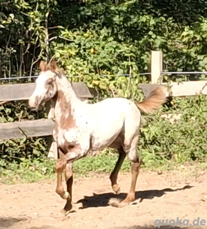 Knabstrupper Stutfohlen zu verkaufen Bild 5