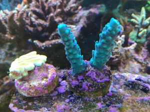 Korallen Ableger SPS