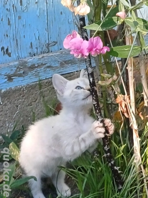 Kitten zum verlieben. 