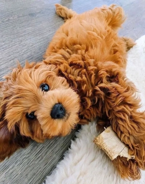 Wunderschöne Toy pudelwelpen