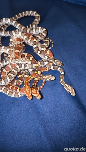 Kornnatter ENZ 25 het Palmetto Tiere 