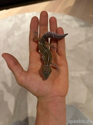 4.0 Ms Bn het.EC cb2025 2024