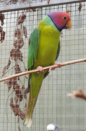 Pflaumenkopfsittiche