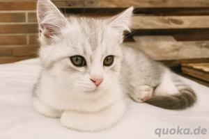 BKH - Kitten   abgabebereit