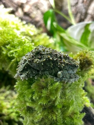 Moosfrosch   Theloderma corticale aus eigener Zucht abzugeben