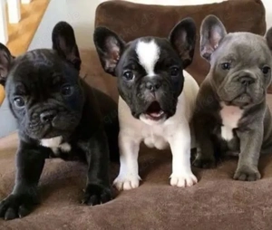 Französische Bulldoggen Welpen 