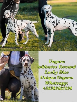 2 Rüden, 1 Hündin, erwachsene Dalmatiner mit FCI-Papieren