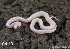 Lavender Charcoal Palmetto 