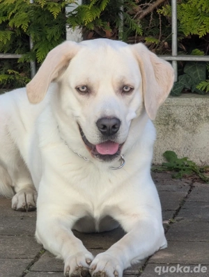 Labrador Retriever Max