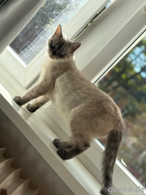 Wunderschöne Blue-Point Katze sucht ein liebevolles Zuhause