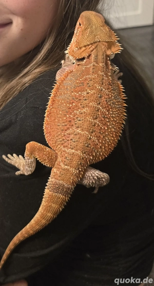 Bartagame handzahm ca. 6 Monate