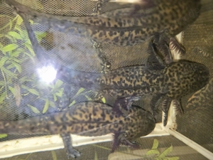 Anderson - Querzahnmolch