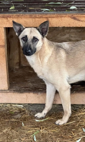 Alma B ca. 45 cm   Ist noch unsicher