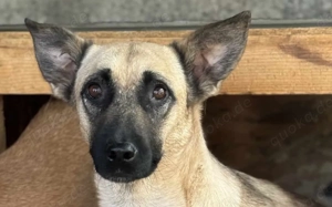 Alma B ca. 45 cm   Ist noch unsicher