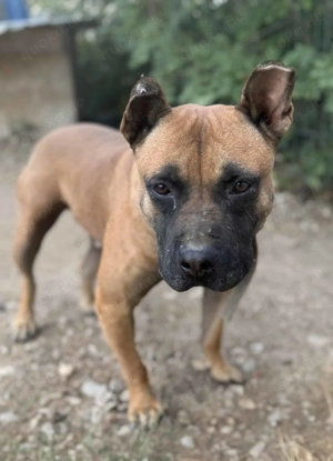 Donald B ca. 43 cm   sucht seine Menschen