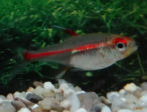 Glühlichtsalmler, Amapa