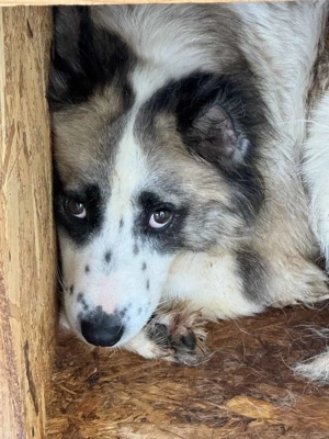 Rilana ca. 48 cm   mit dem neugierigen Blick