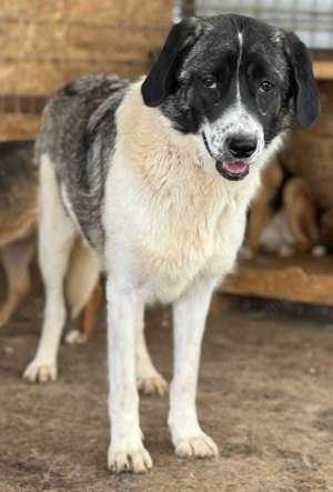 Ida H ca. 55 cm   die Neugierige