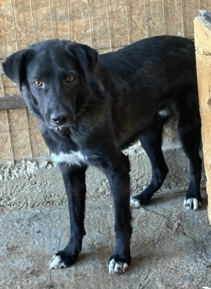 Bonito ca. 45 cm   ein sanfter Typ