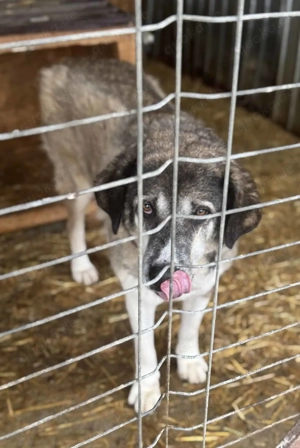 Florentine L ca. 60 cm   ein Ruhepol