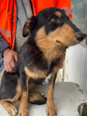 Paulo ca. 43 cm   Sucht sein Glück