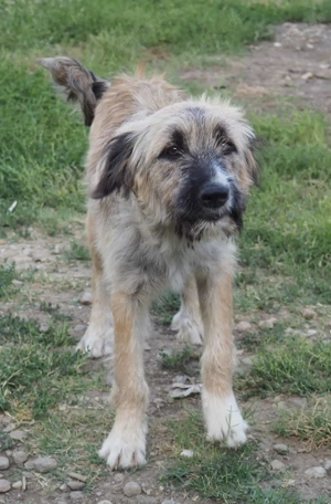 Emmchen ca. 47 cm   mit hübschen Flausch-Ohren