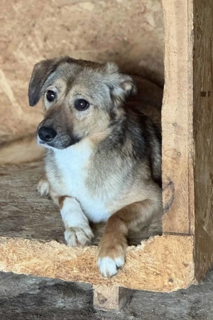 Watani ca. 43 cm   mit dem nachdenklichen Blick