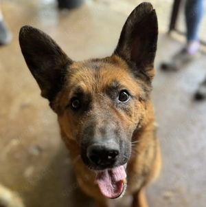 Jackson ca. 58 cm   geht ins Herz