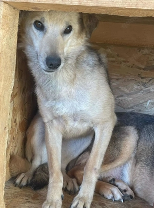 Skadi F ca. 44 cm   die Süße