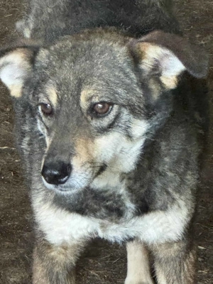 Jazzy K ca. 43 cm   eine der schüchternen Sorte