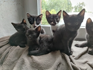 Herbstkatzen Sphynx Mix abzugeben 