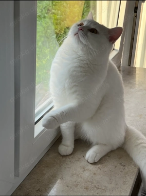 Bkh Deckkater Weiß reinrassig 