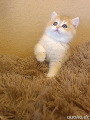 BKH Kitten Black Golden Shaded