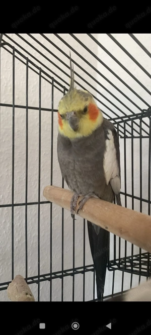 Nymphensittichs (Nymphicus hollandicus