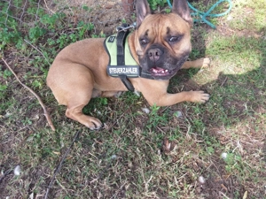 Biete Hundebetreuung auf Minijob Basis