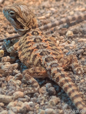 0.0.30 Pogona Vitticeps Bartagame NZ 08-2025