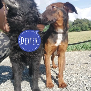 Dexter, traumhaft schöner Mischling